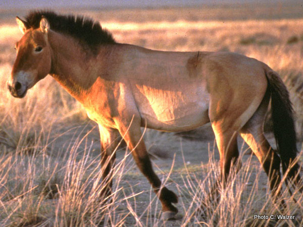 Photo zeigt Przewalski Pferd in der Wüste Gobi