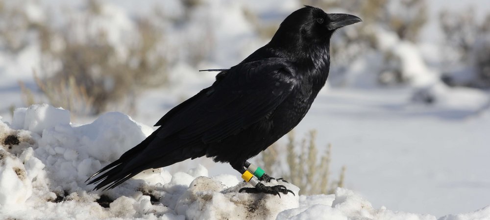 A common raven, with a tracking device on snow
