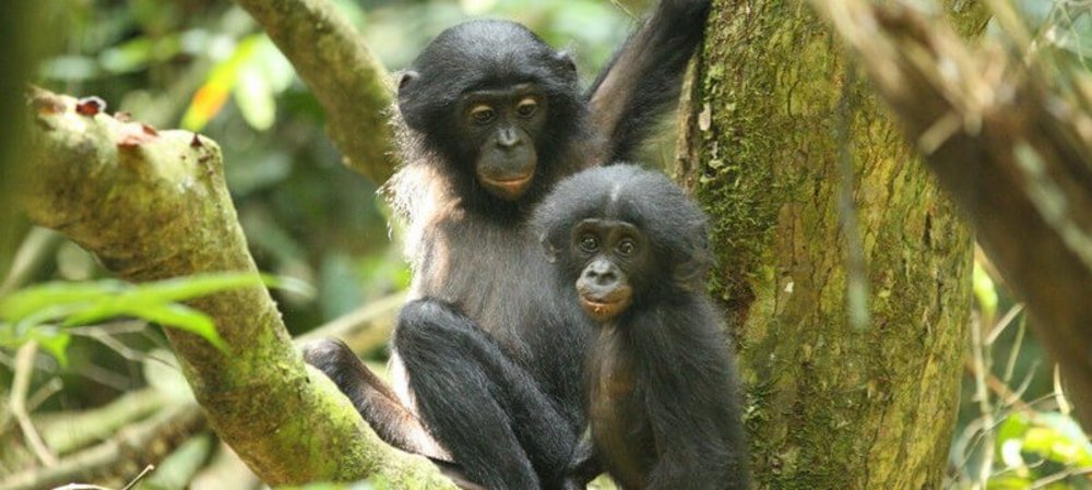 Bonobo-Geschwister an der Forschungsstation LuiKotale in der Demokratischen Republik Kongo. Die Geburt eines weiteren Jungtieres löst bei dem älteren Geschwister eine andauernde Stressreaktion und eine verminderte Immunabwehr aus. Das kann physiologisch im Urin nachgewiesen werden. Foto: Sean M. Lee