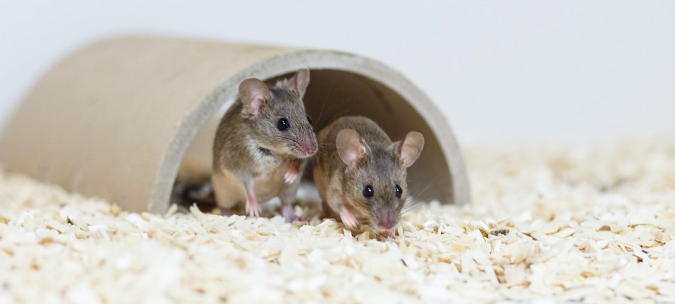 Zwei Mäuse unter in einem Unterschlupf im Labor.