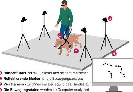 Blindenführhunde bei der Arbeit: Insgesamt vier hochentwickelte Kameras nehmen genau die Bewegungen des Hundes auf und übermitteln die Daten zur Analyse und Auswertung direkt auf den Computer. Illustration: Birgit Rieger/Vetmeduni 