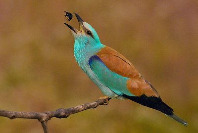European roller with insect in its beak