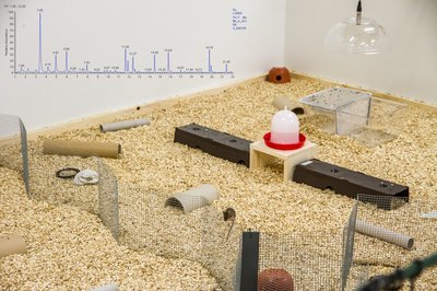 Mouse laboratory experiment setup with chromatogram