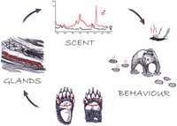 Graphic showing the study of bear feet odour