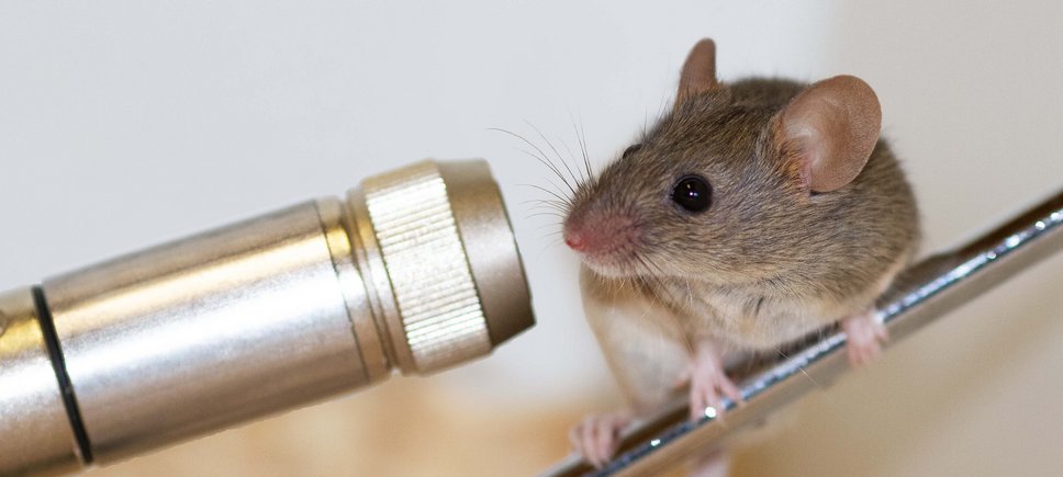 Mouse in a laboratory setting with a small microphone in front of its face.