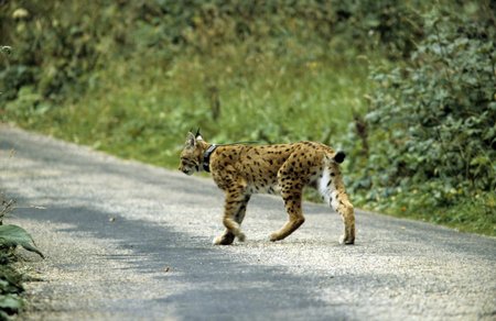 Photo of a lynx along a road