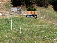 Photo of bee hives protected by an electric fence