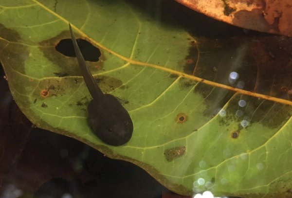 Tadpole in front of a green leaf in the water