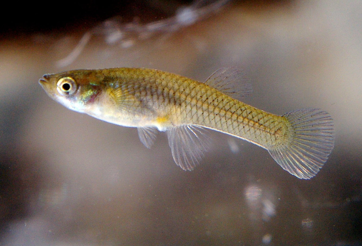Mosquitofish (Gambusia_affinis), (Photo: NOZO, via Wikimedia_Commons CC BY-SA 3.0)