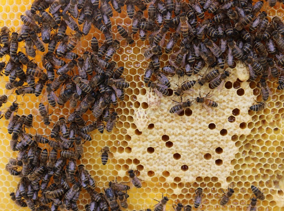 Foto von Bienen auf Bienenwabe, Details zum Umweltmanagement der Vetmeduni