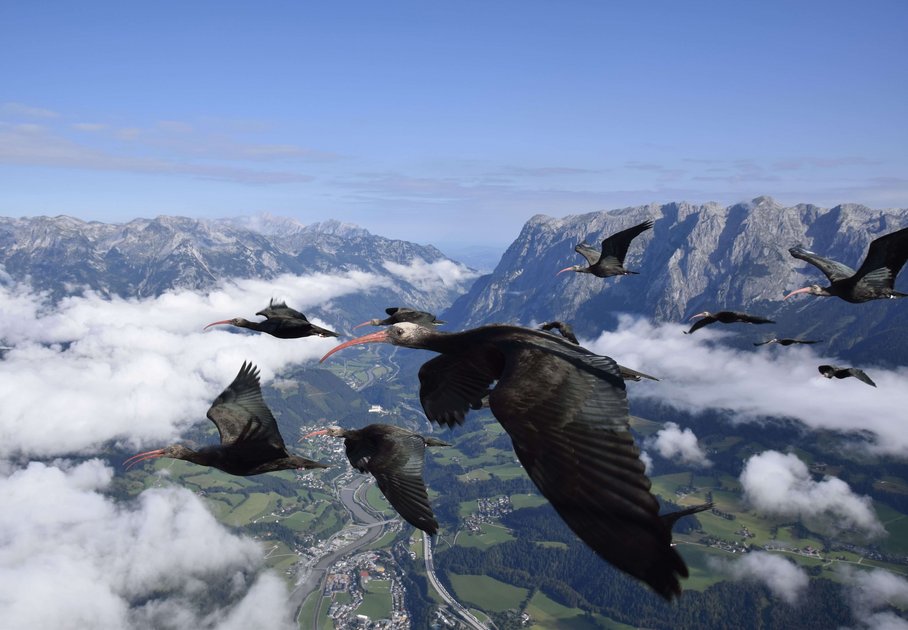 Northern bald ibis flying over the Alps