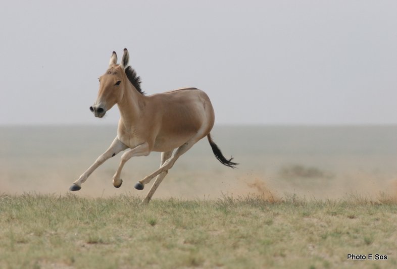 Asiatic wild ass running in the desert
