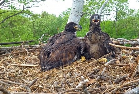 Young eagles in the nest, equipped with transmitters, in the March-Thaya floodplains. Photo © Stefan Knöpfer / WWF