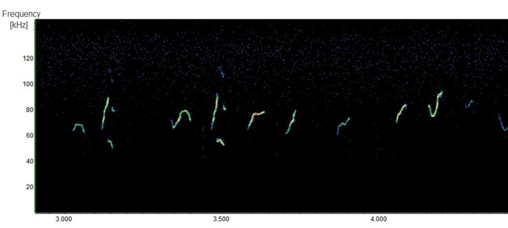 Audiodaten visualisiert: Die Ultraschallklänge (USV) der wilden Hausmaus. Foto: Penn Lab/Vetmeduni