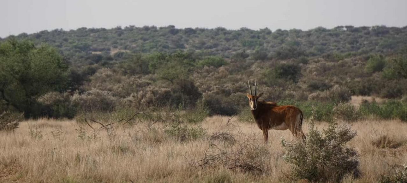 Antilope in the savannah