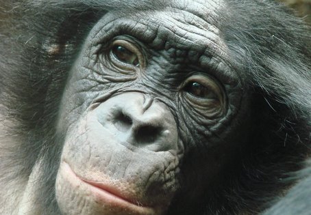 Ein Bonobo-Weibchen im Jugendalter. Foto: Verena Behringer