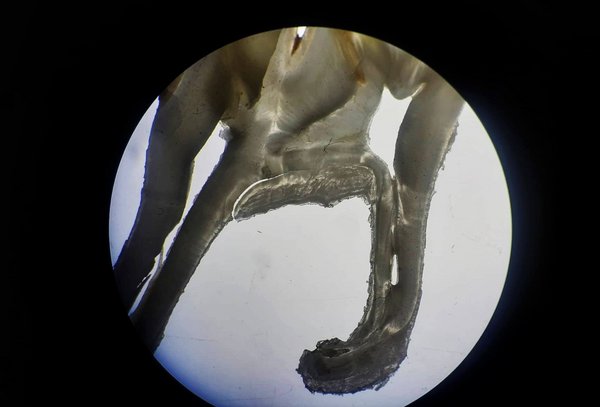 Microscope image