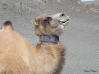 Photo of a bactrian camel with radio collar