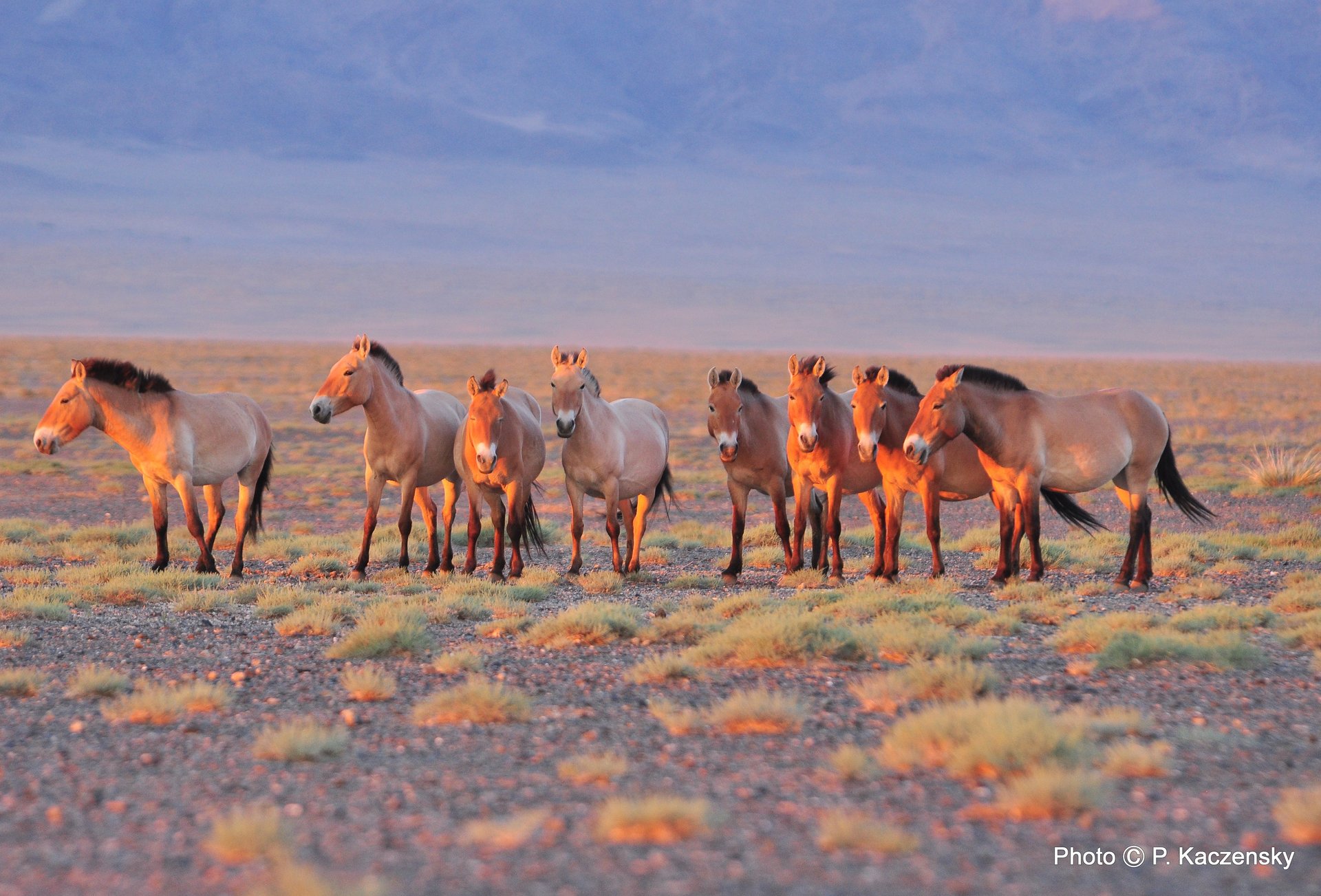 Przewalski horses in the steppe