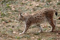 Photo of a lynx walking about on brown soil.