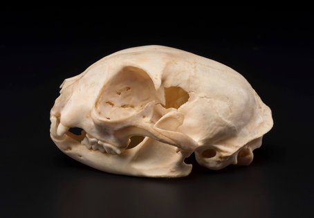 Schädelknochen einer Europäischen Wildkatze (Felis silvestris), Foto: Raffaela Lesch, National Museums Scotland