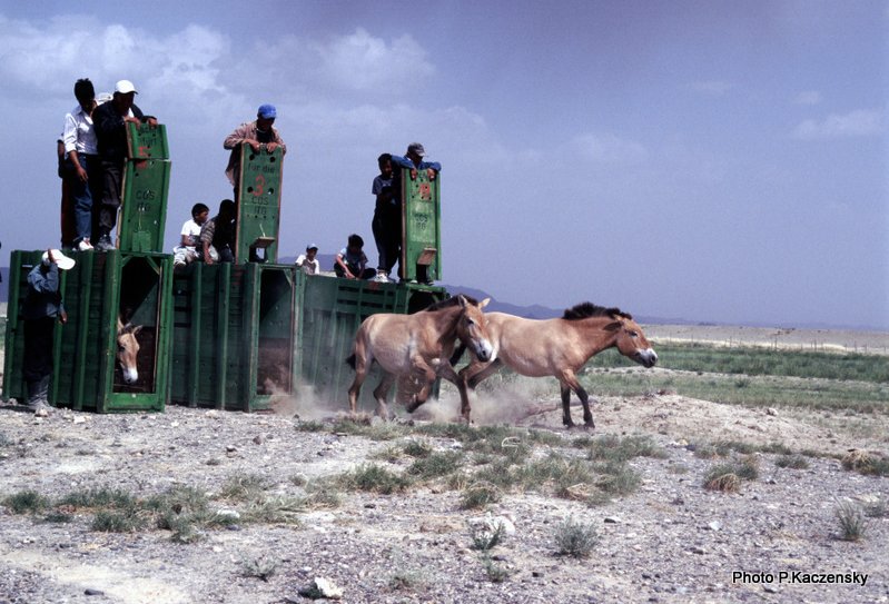 Foto von Freilassung von Przewalski Pferden in der Gobi