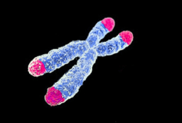 Telomeres on a chromosome (graphic)