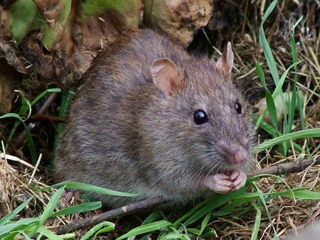 photo of a brown rat