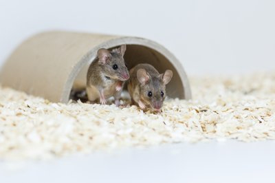 Zwei Mäuse in einem Tunnel im Labor