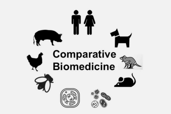 Grafik Comparative Biomedicine