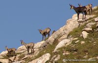 Photo of chamois in the high mountains