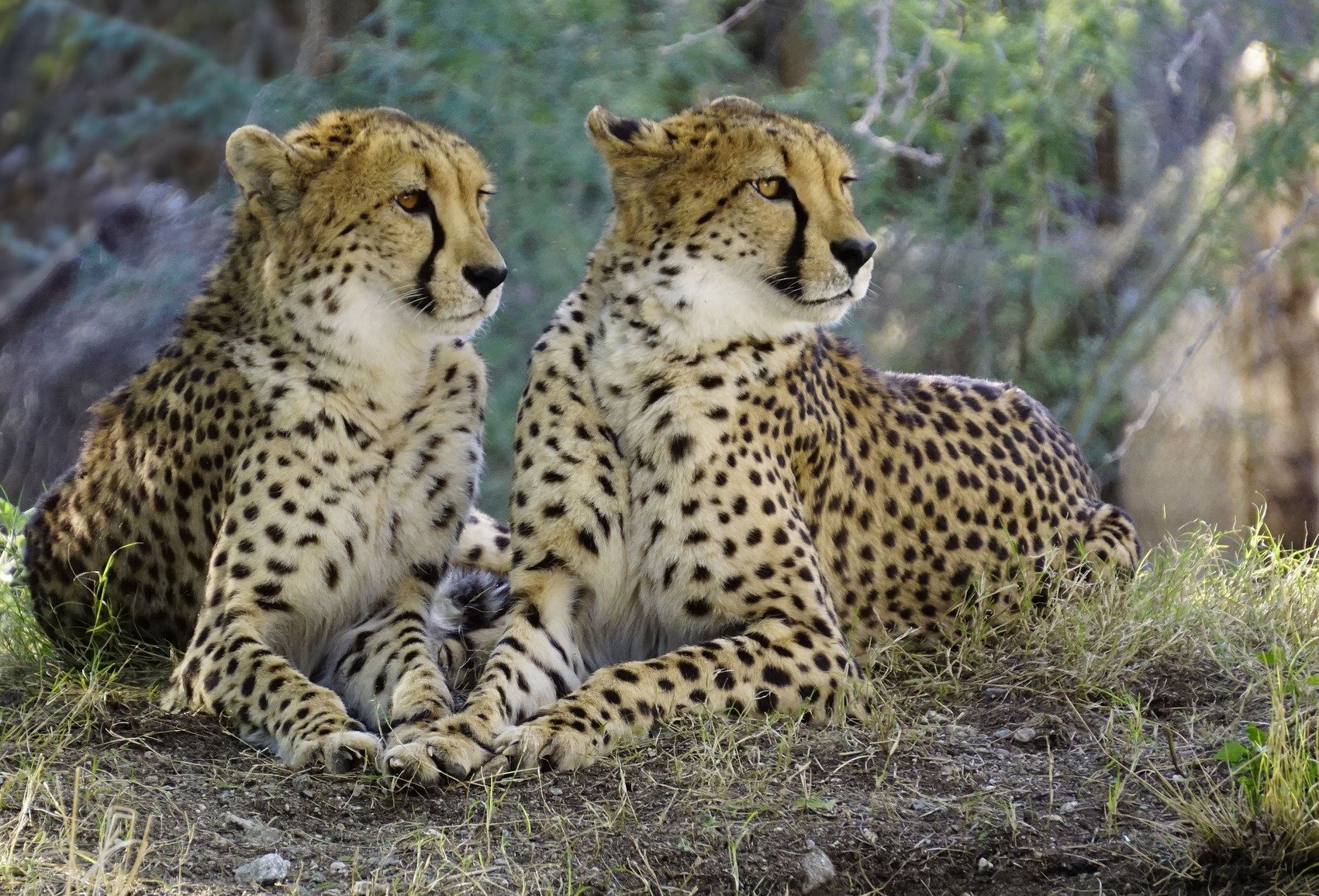 Zwei Afrikanische Geparden