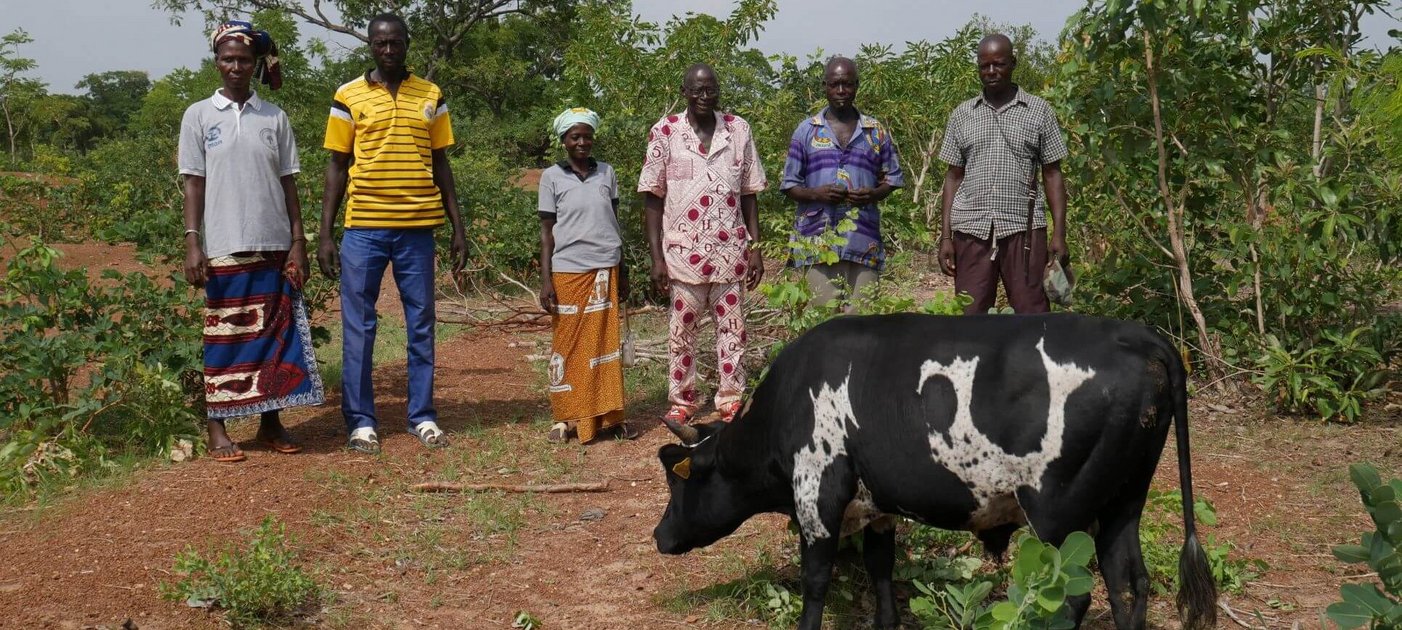 Afrikanische Bauern mit einer Lobi Kuh