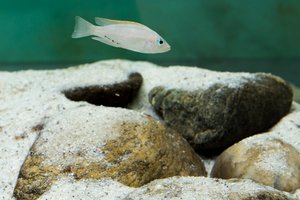 A female cichlid fish in front of its breeding cave in an aquarium