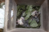 Photo of edible dormice in nest box