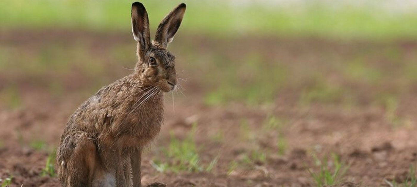 European brown hare in a field
