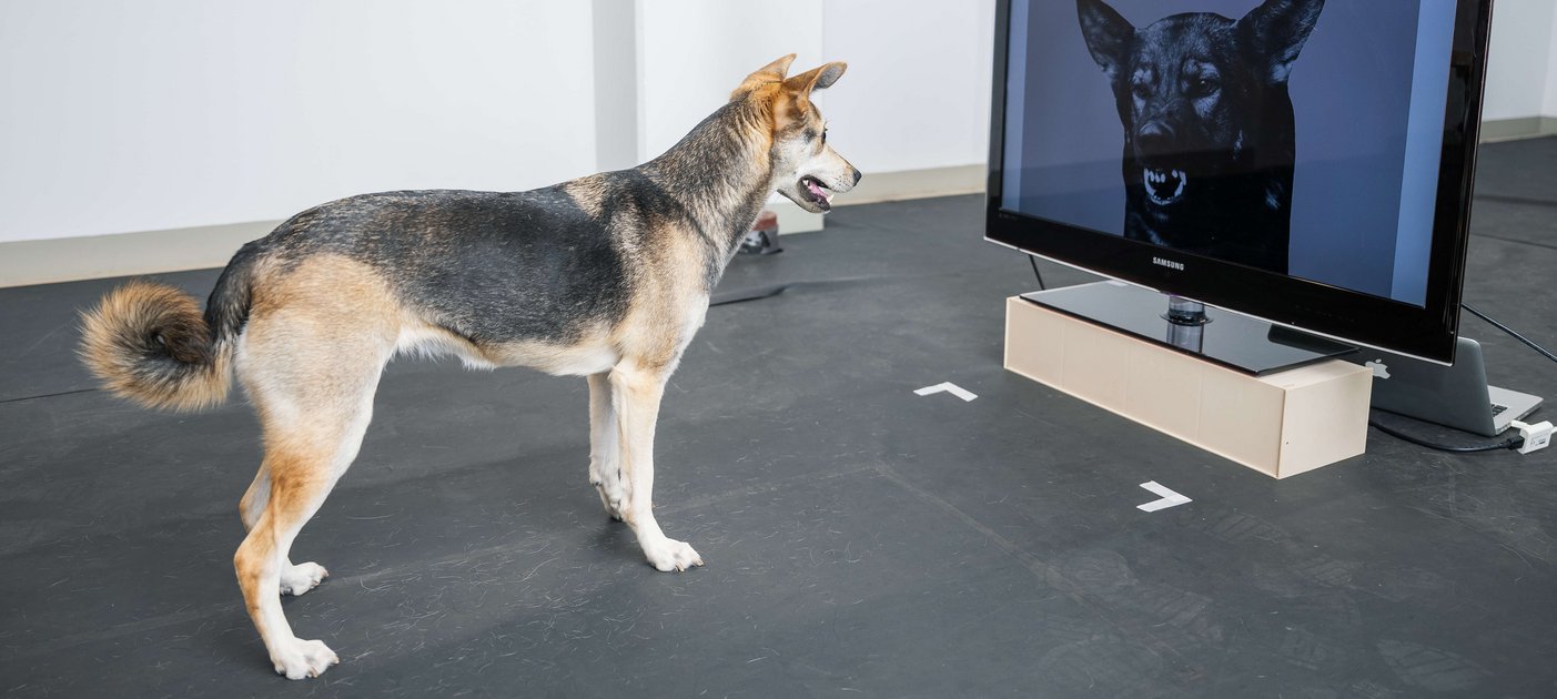 Hund steht vor einem Bildschirm.