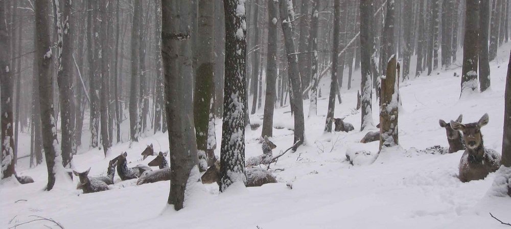 Hirsche im Schnee liegend