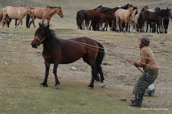 Photo zeigt mongolische Hauspferde