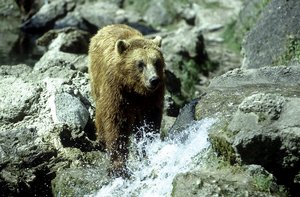 Brown bear standing in a river