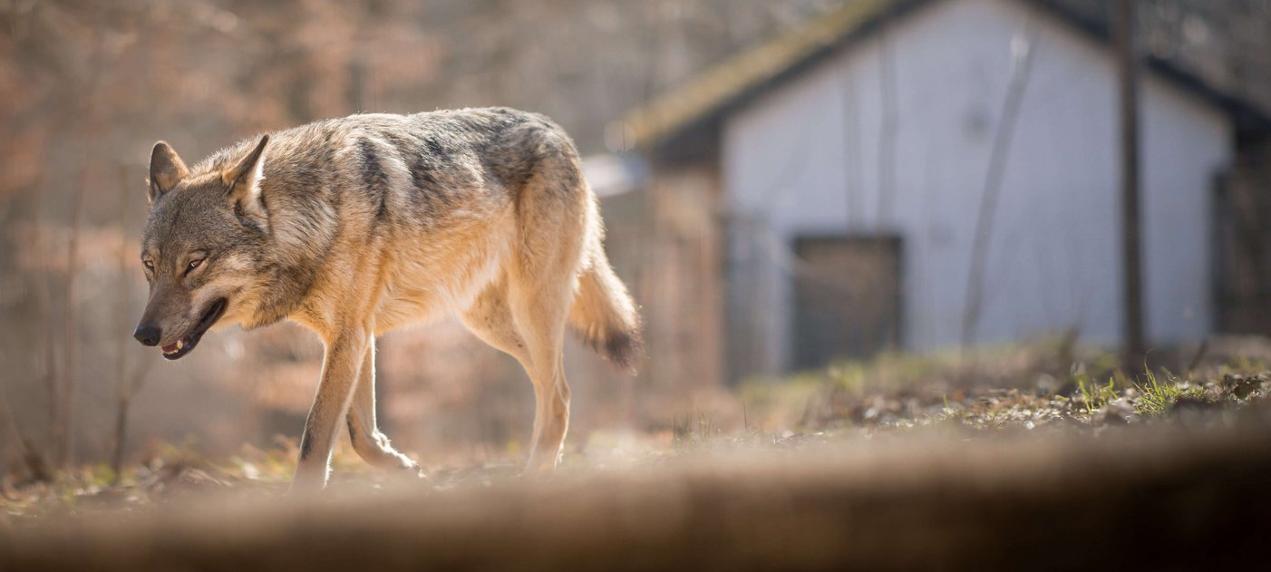 Wolf im Wildpark in Ernstbrunn