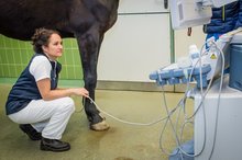 Rhea Haralambus untersucht Pferd per Ultraschall