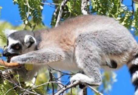 Ring-tailed lemur eating kily fruit