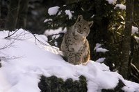 Photo of a lynx sitting in snow