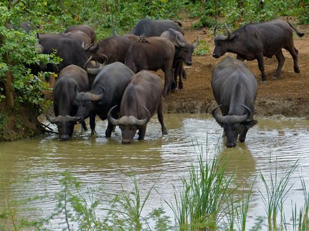 Photo of water buffaloes at a watering hole