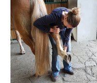 Chiropraktik beim Pferd