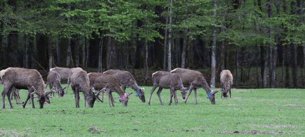A herd of deer on a meadow in front of a forest