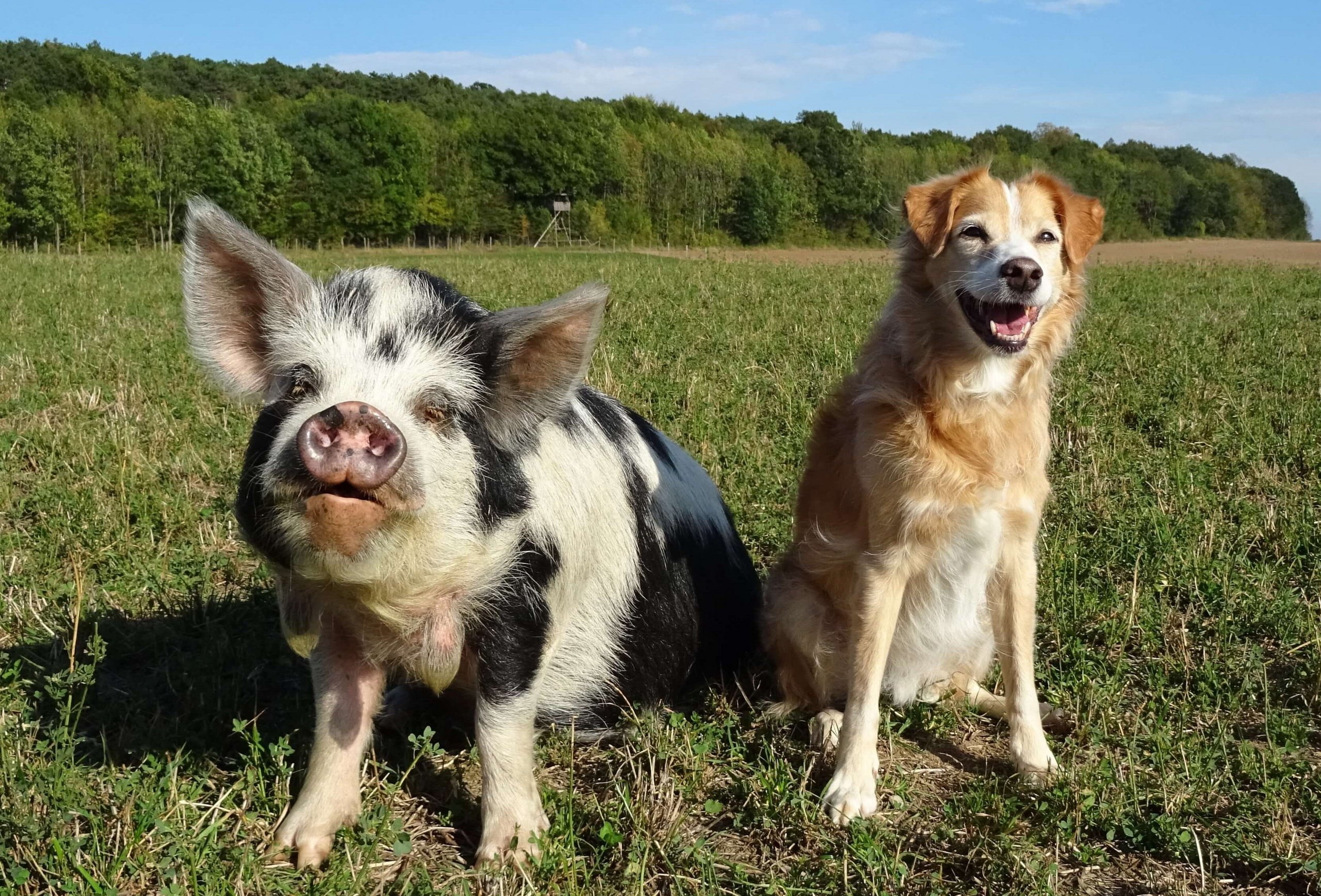 A dog sits next to a pig in a meadow