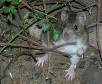 photo of a Norwegian rat in the bush