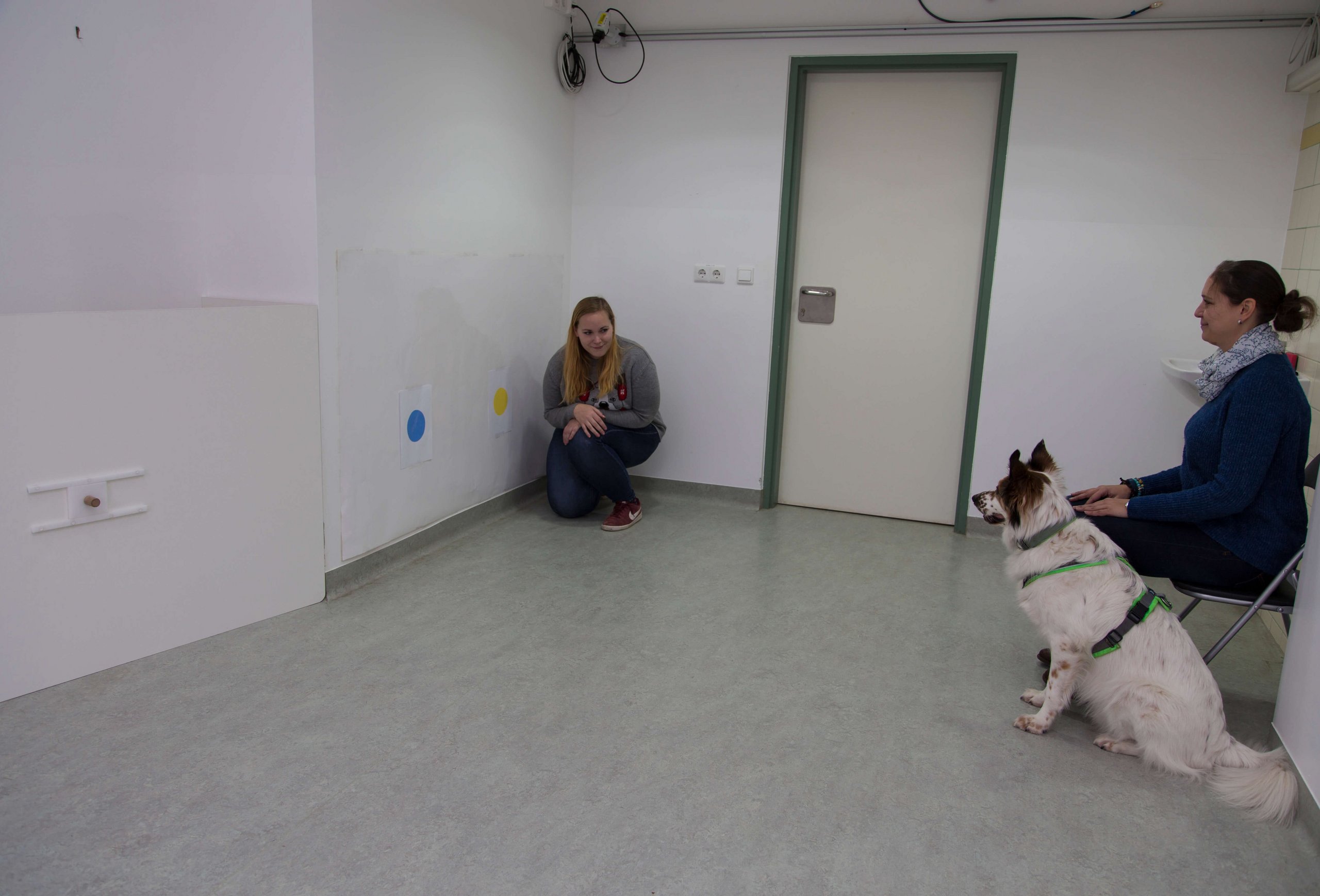 Ein Hund sitzt neben der Hundehalterin in einem Testraum und beobachtet die Experimentatorin, die in einer Ecke des Raumes vor einer Wand mit zwei Punkten am Boden hockt.